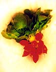 radishes